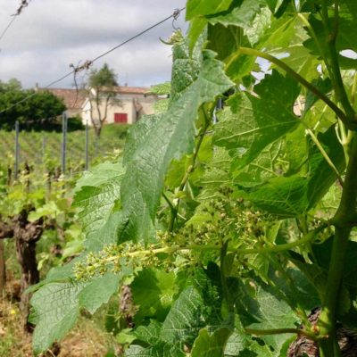The vines and the winery
