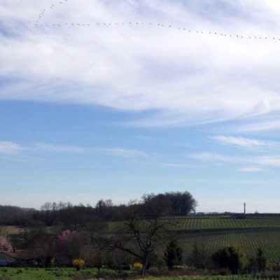 Wild geese in the air