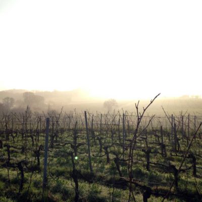 Vines in the mist
