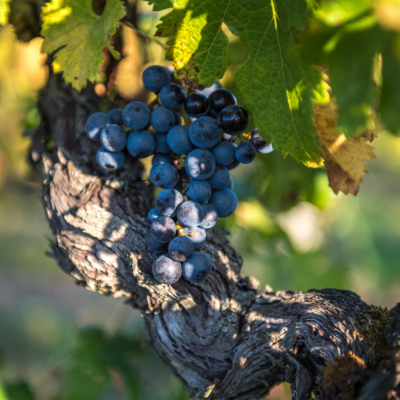 A cluster… after the harvest